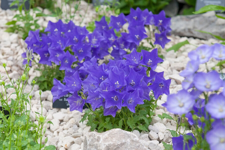 Campanula carpatica var. turbinata 'Jewel', Carpathian Bellflower 'Jewel', Tussock Bellflower 'Jewel',  Carpathian Harebell 'Jewel', Blue flowers